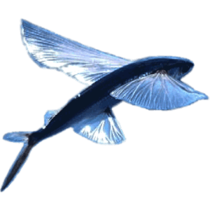 BajanThings - flying fish