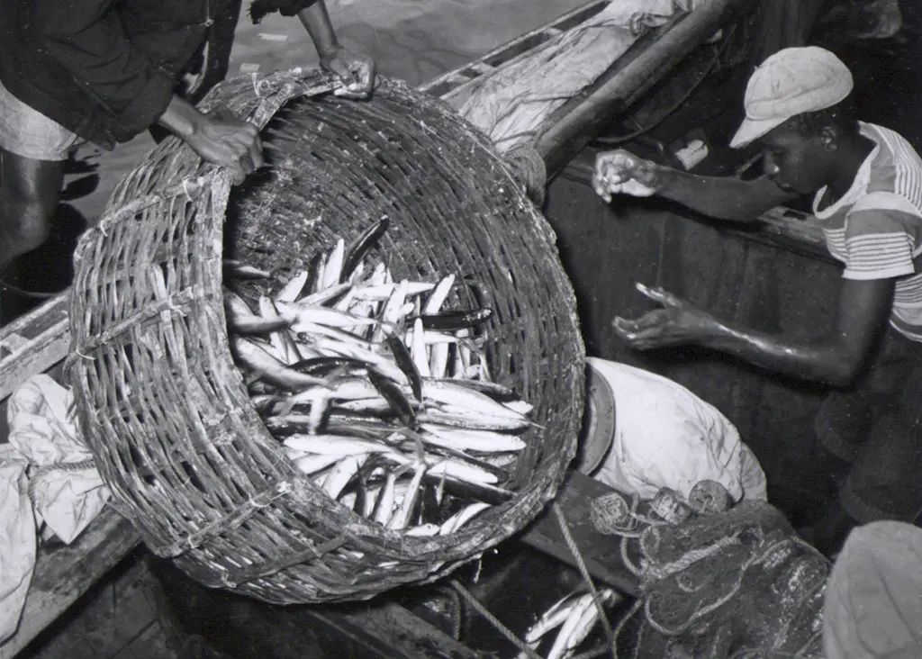 A catch of flying fish being landed at the wharf Bridgetown