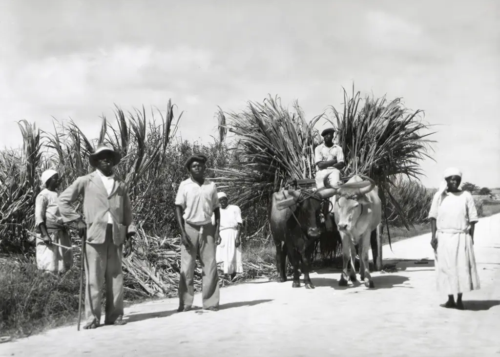 'Workers in sugar plantation