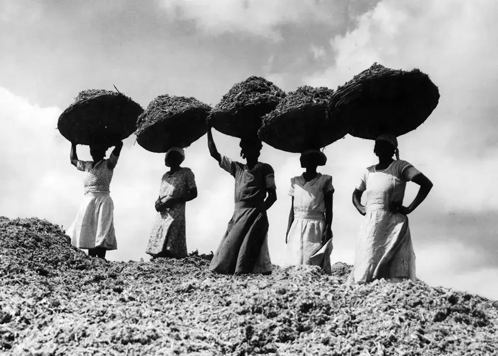 Women workers carrying Bagasse