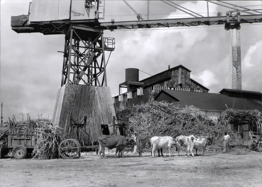 Unloading cane at Searle Estate