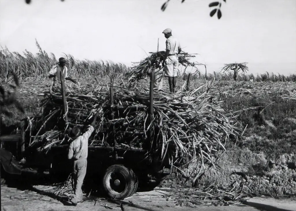 Loading sugar cane