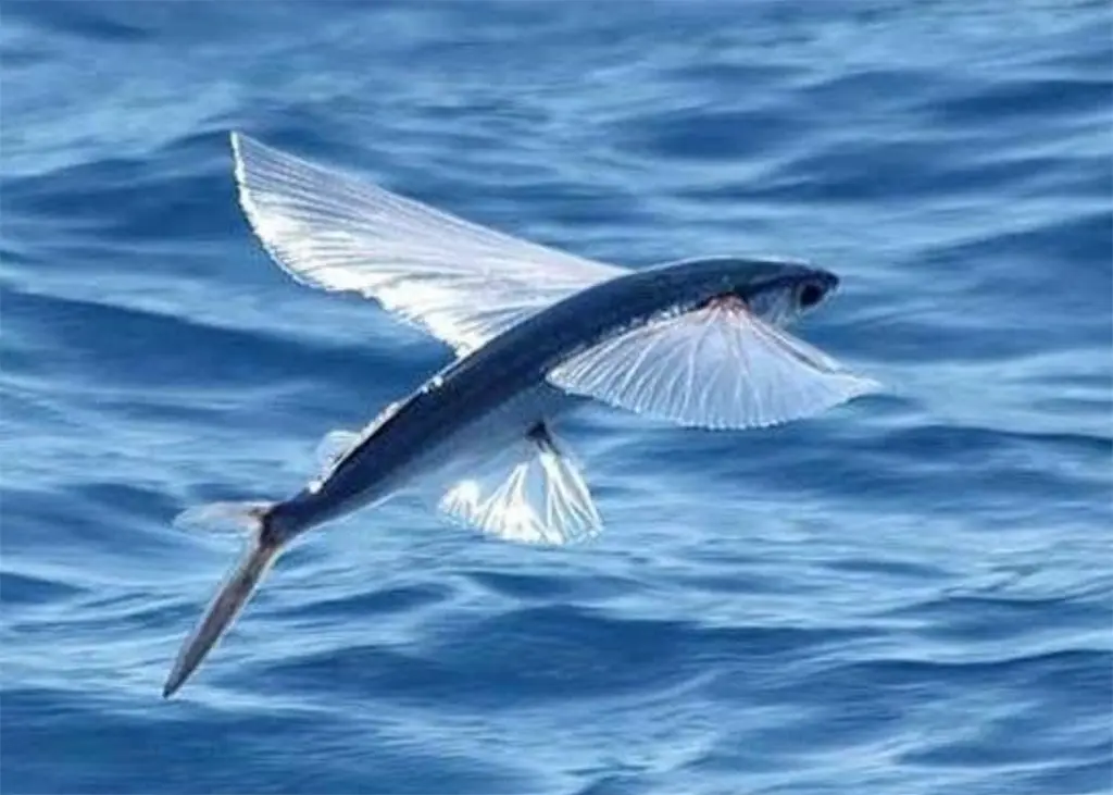 Bajan Flying Fish