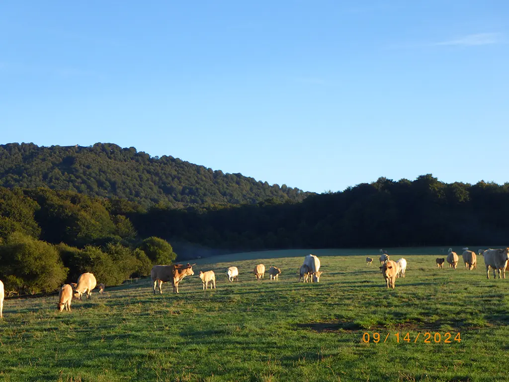 William walking the Camino de Santiago Frances