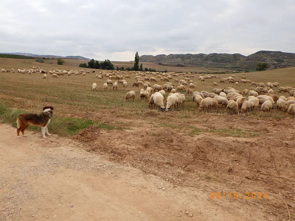 William walking the Camino de Santiago Frances