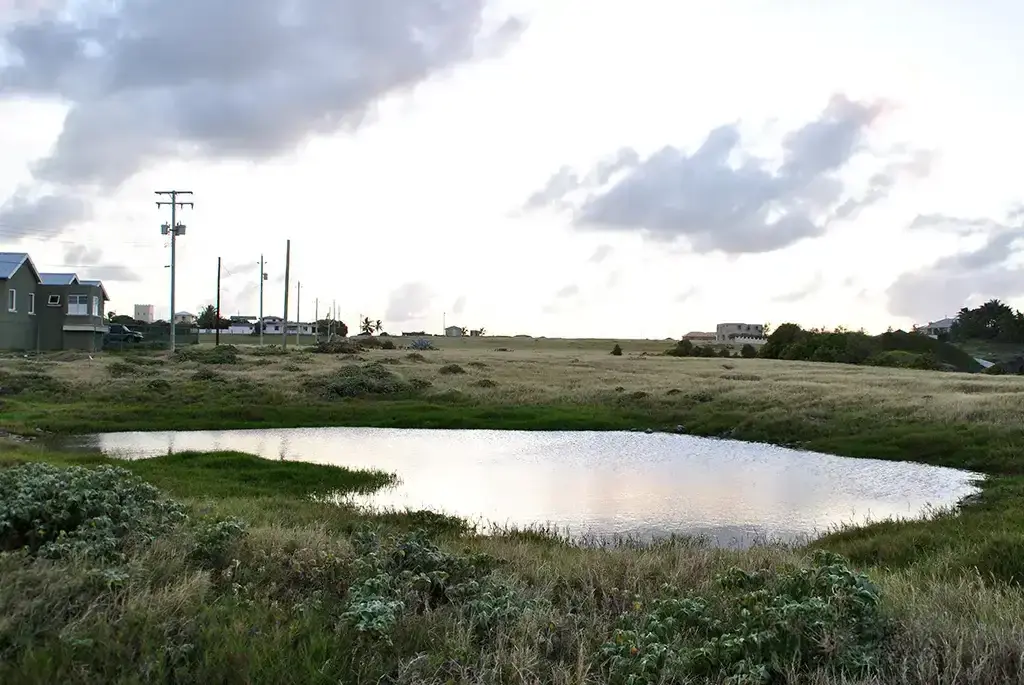 Bajan Dew Pond - St. Philip