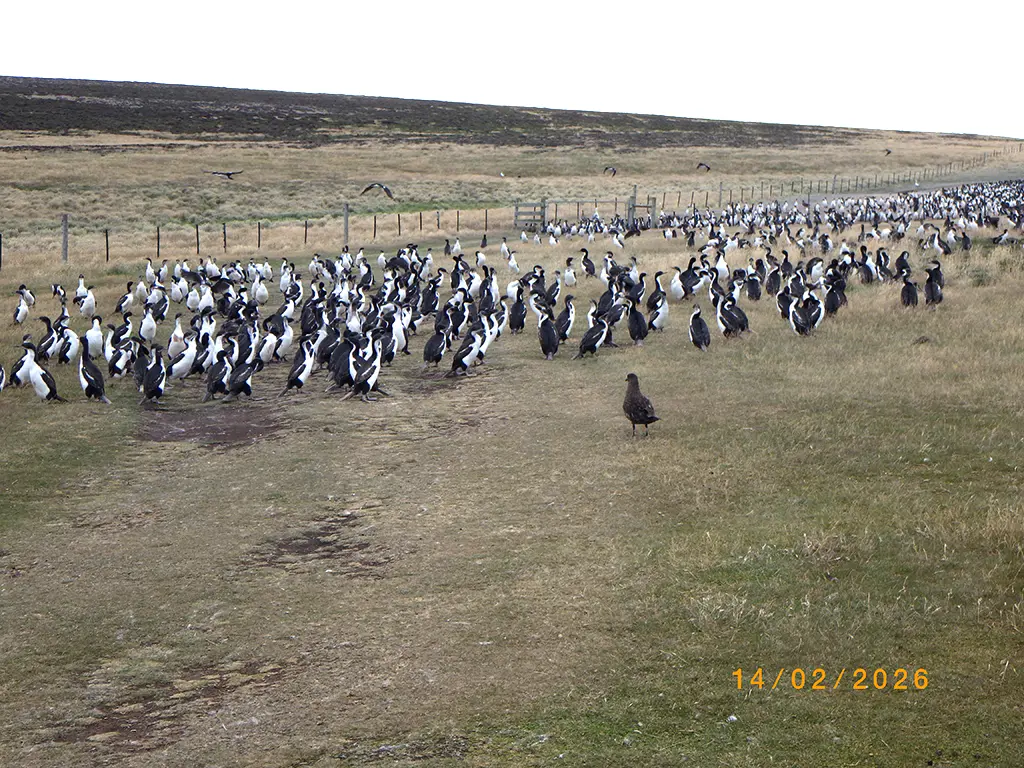 Falkland Islands - Bleaker Island