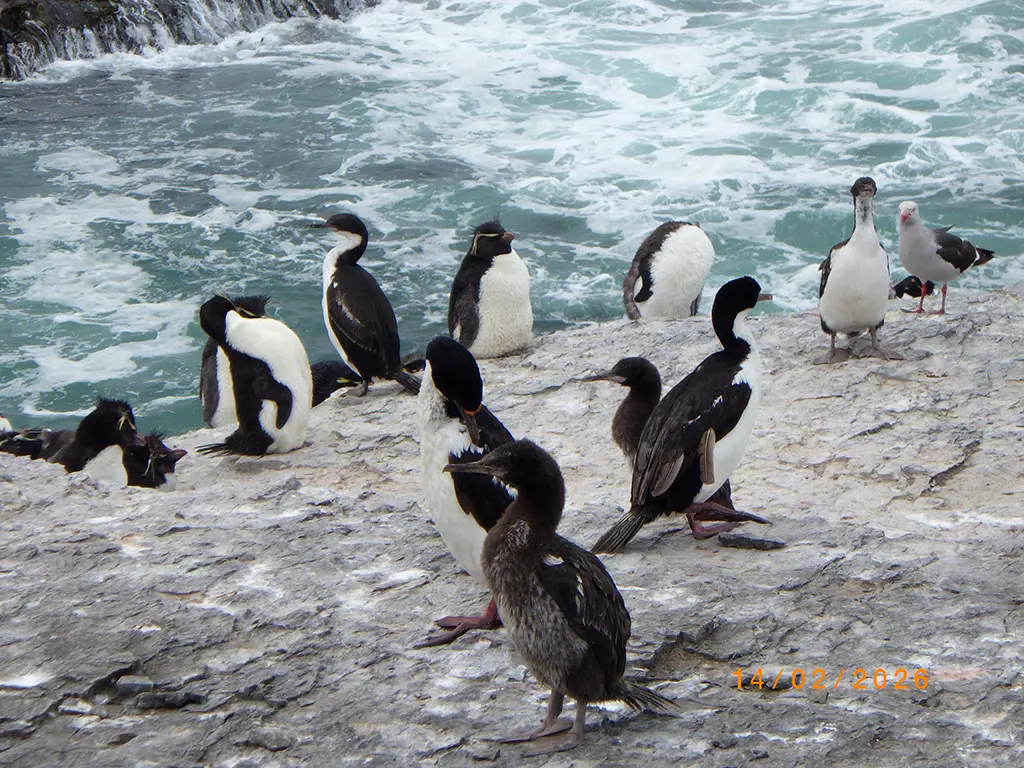 Falkland Islands - Bleaker Island