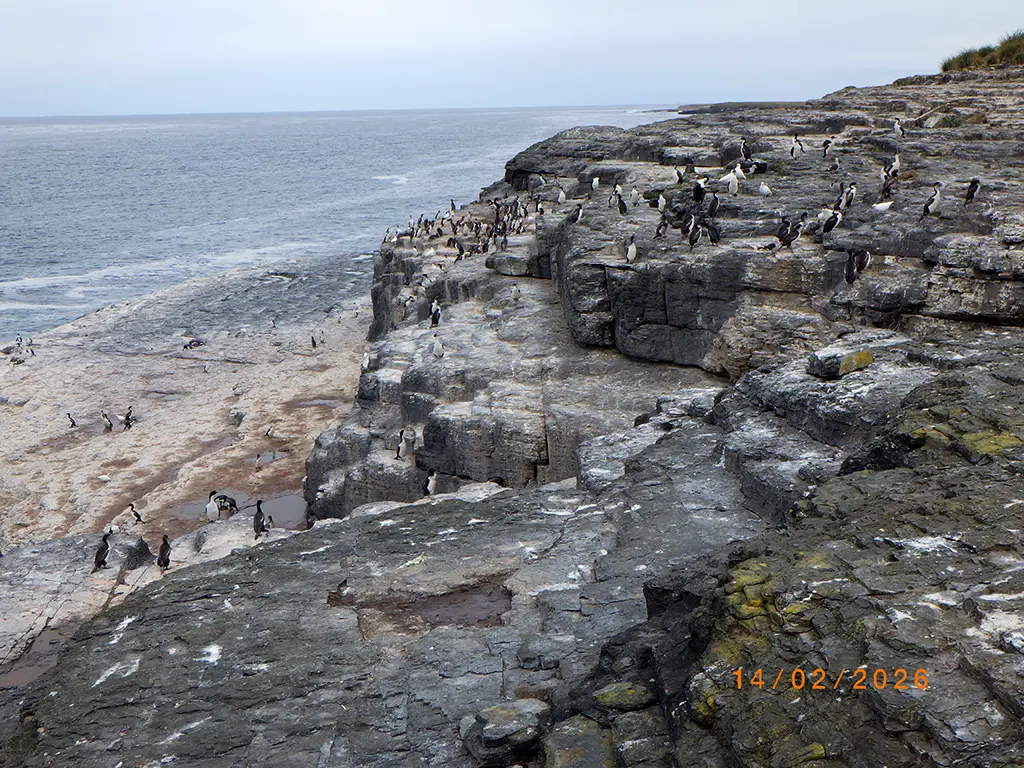 Falkland Islands - Bleaker Island