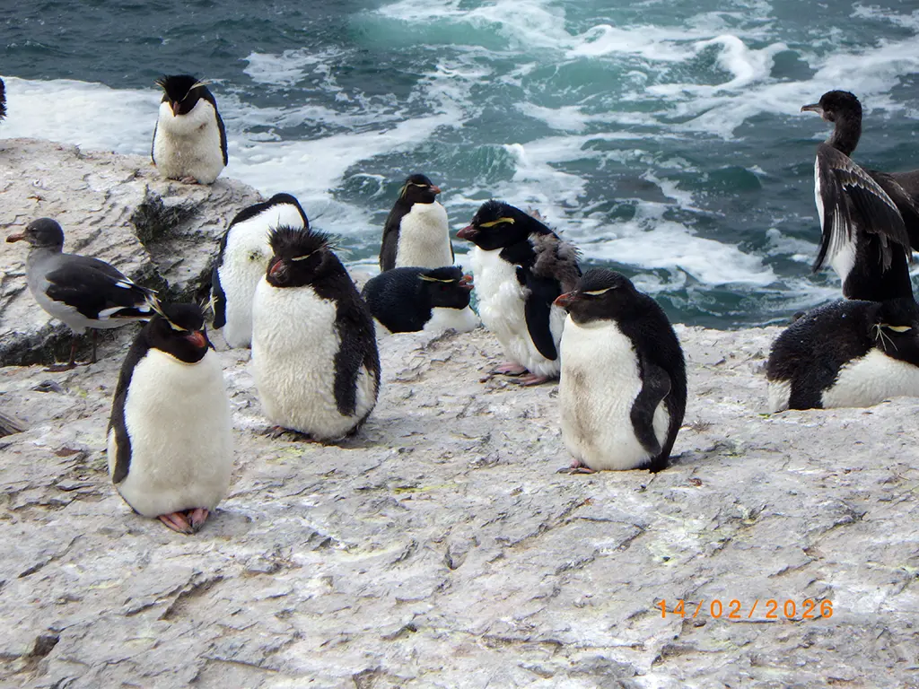 Falkland Islands - Bleaker Island