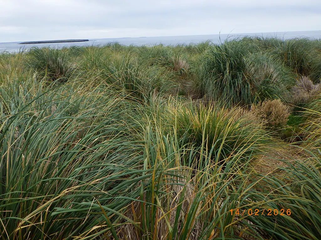 Falkland Islands - Bleaker Island