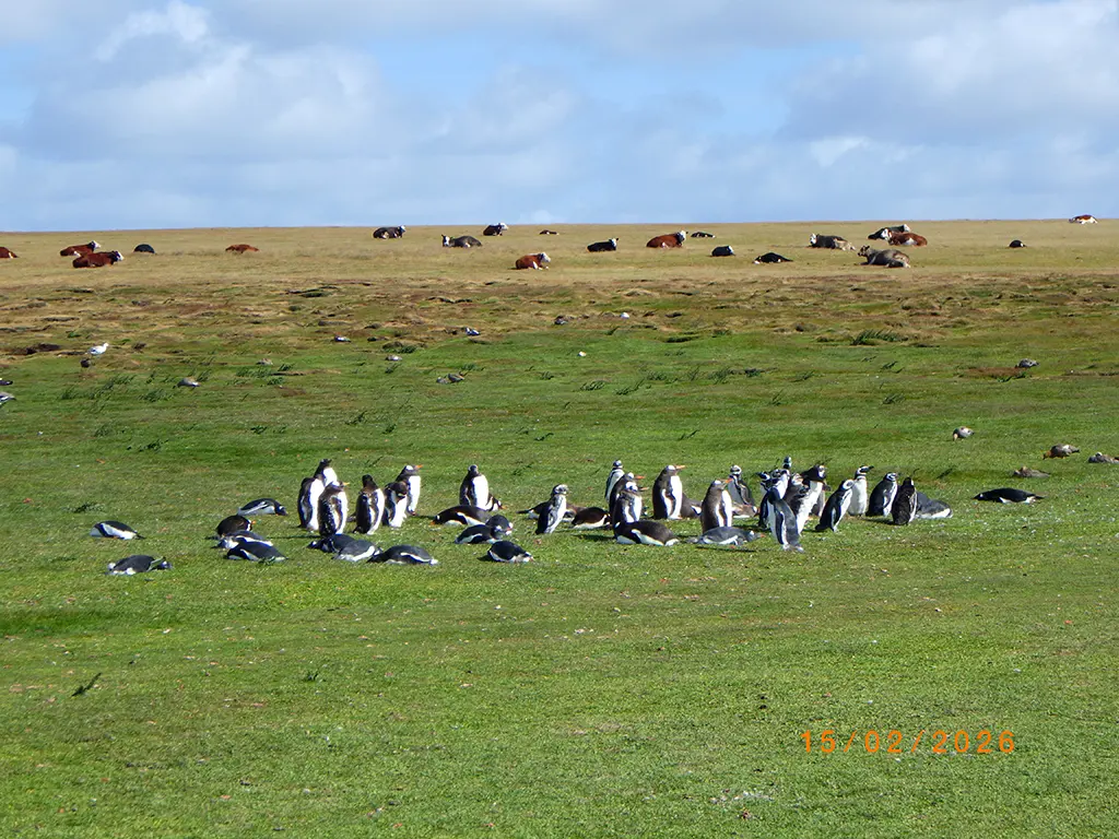 Falkland Islands - Bleaker Island