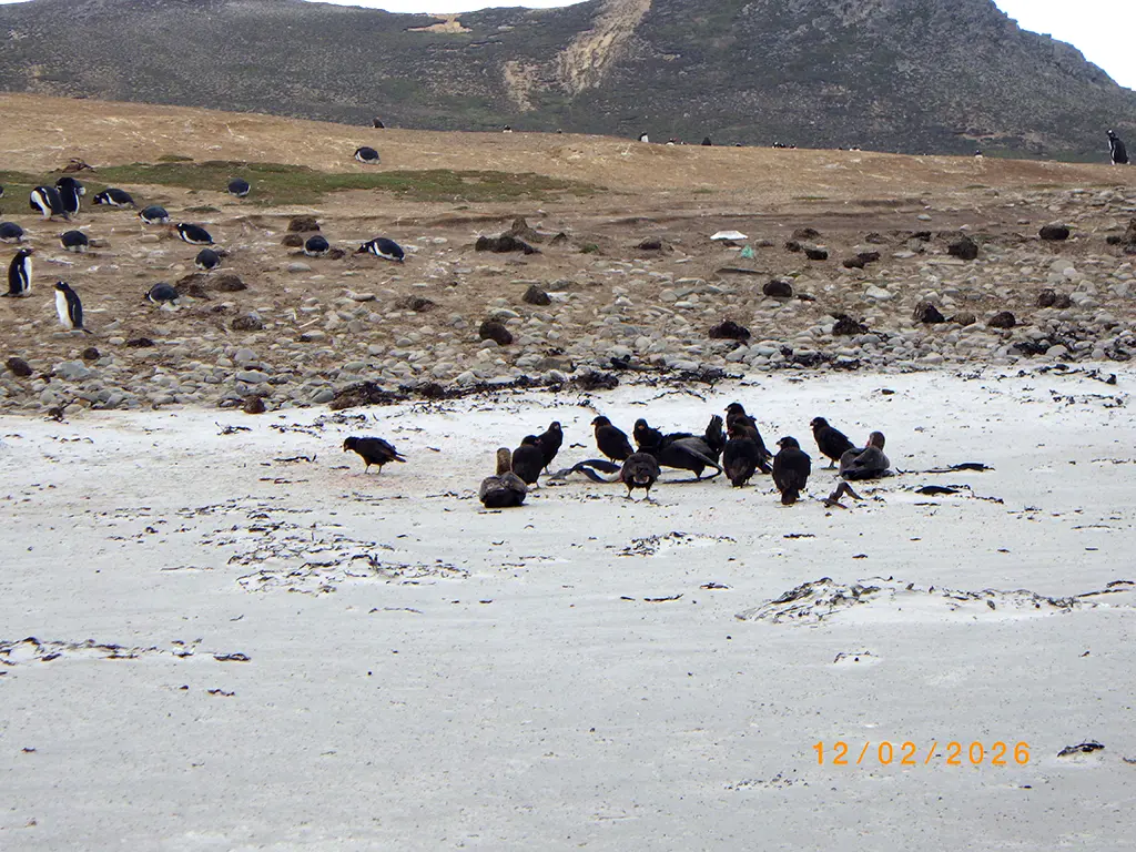 Falkland Islands - Pebble Island