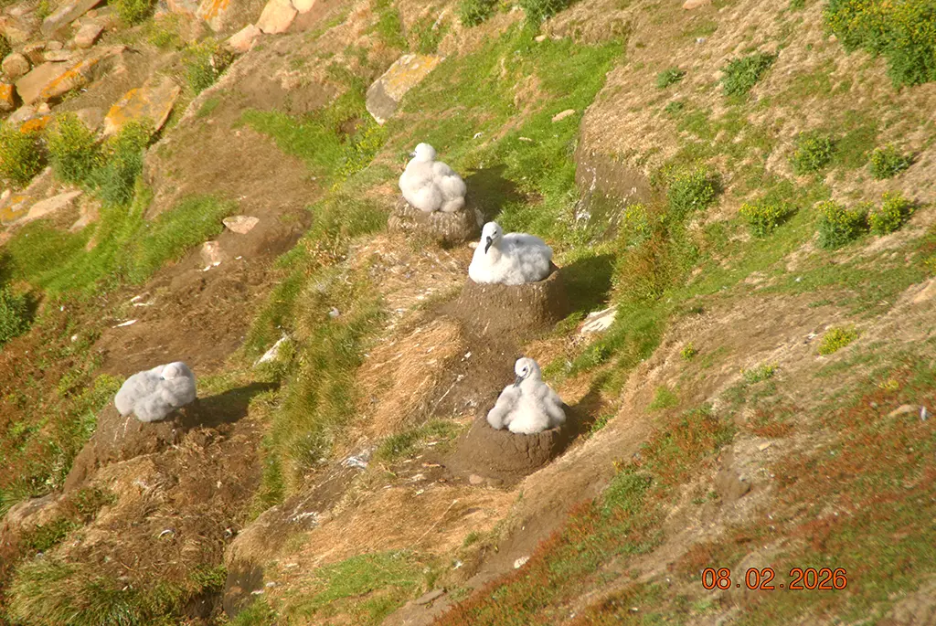 Falkland Islands - Saunders Island