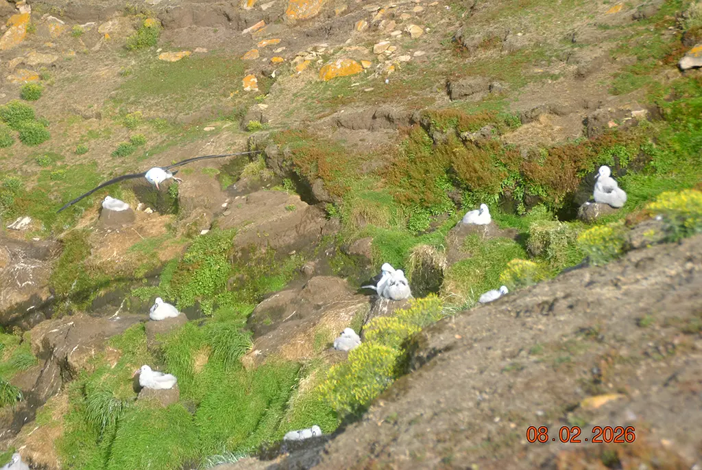 Falkland Islands - Saunders Island