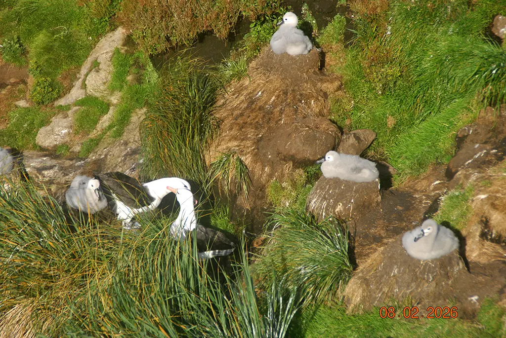 Falkland Islands - Saunders Island