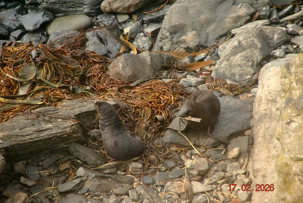 Falkland Islands - Sea Lion Island