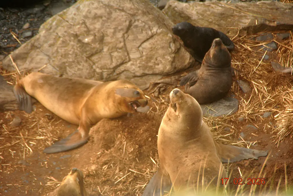 Falkland Islands - Sea Lion Island