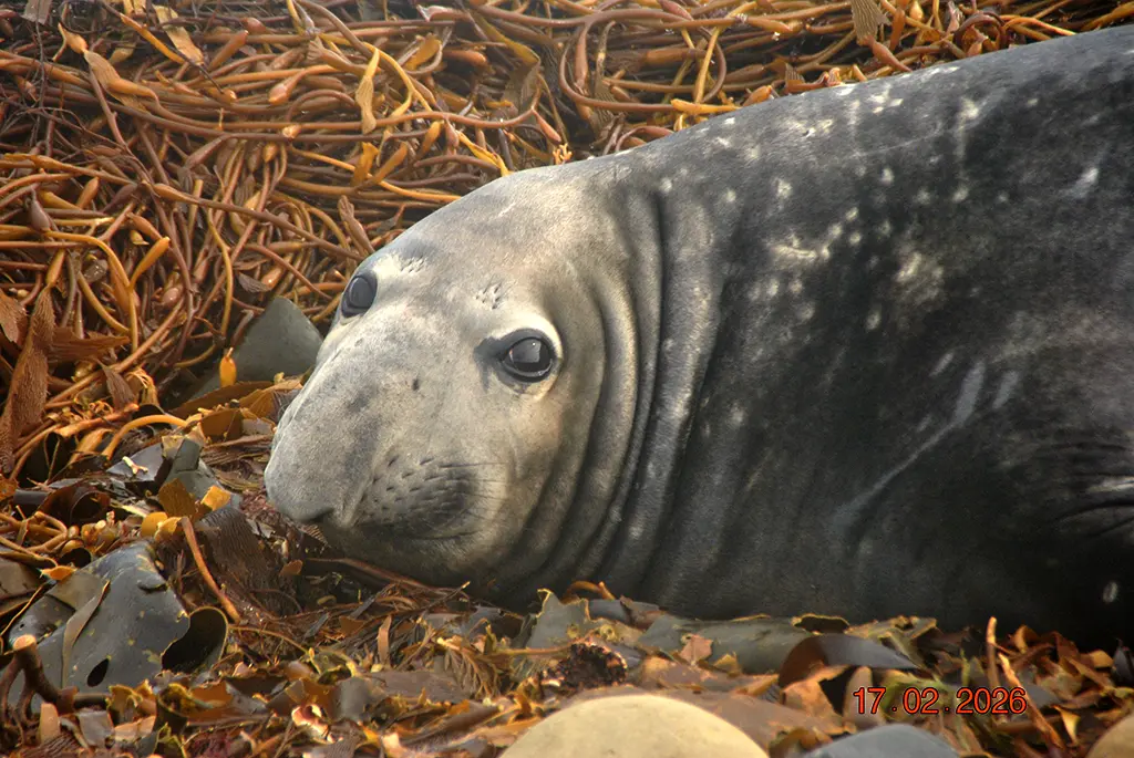 Falkland Islands - Sea Lion Island