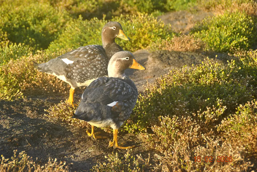 Falkland Islands - Sea Lion Island