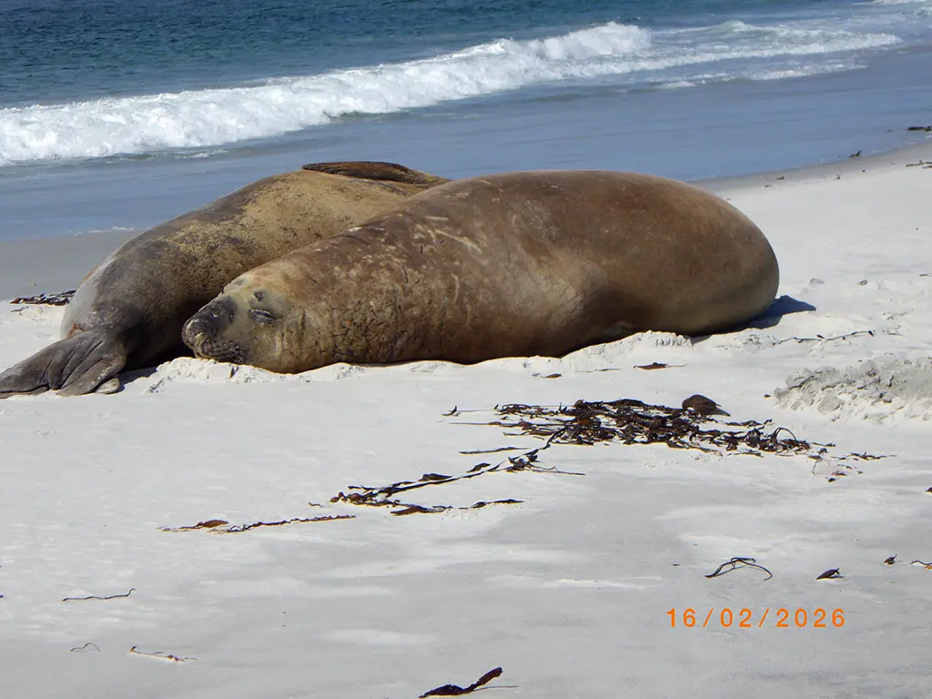 Falkland Islands - Sea Lion Island