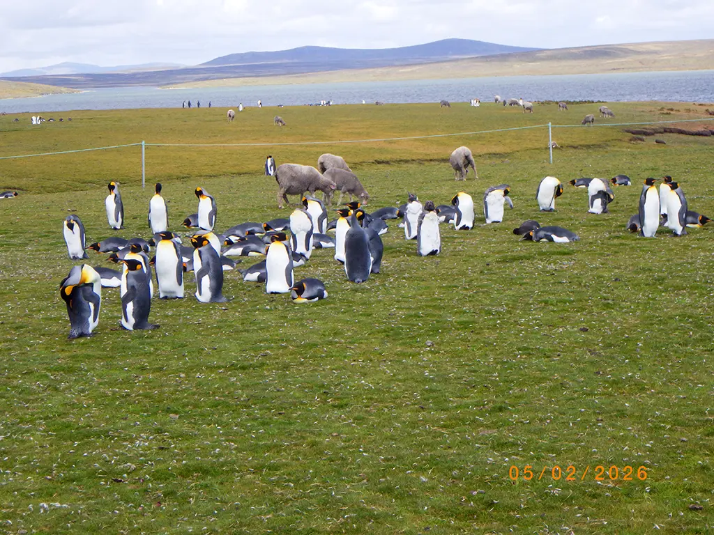 Falkland Islands - Volunteer Point