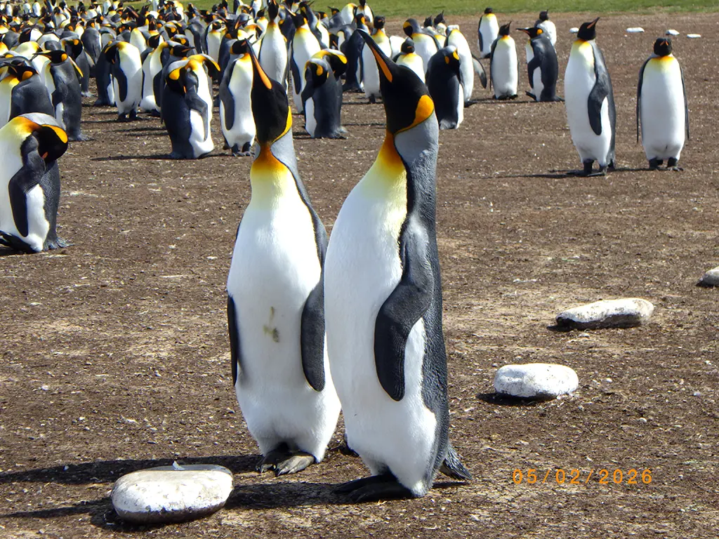 Falkland Islands - Volunteer Point