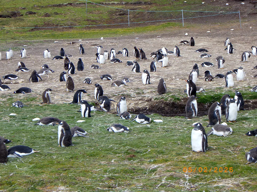 Falkland Islands - Volunteer Point