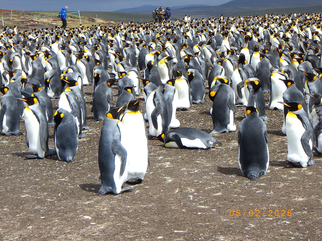 Falkland Islands - Volunteer Point